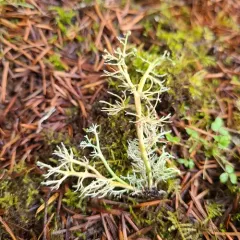 Ancient Coral Lichen thumbnail 4