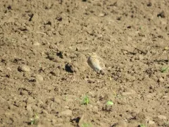 Eurasian Skylark thumbnail 4