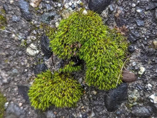 Papillose Bloom Moss