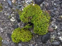 Papillose Bloom Moss thumbnail 1