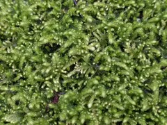 Bolander's claopodium moss thumbnail 1
