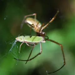 Helochara delta thumbnail 4
