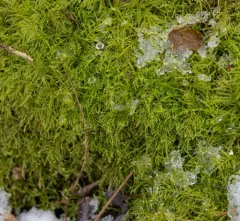 Common Feather-moss thumbnail 4