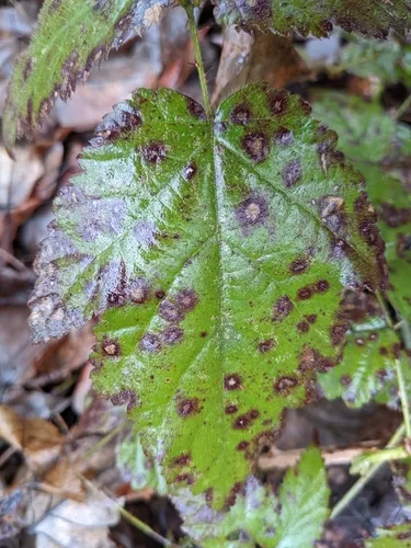 Sphaerulina westendorpii