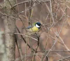 Great Tit thumbnail 2