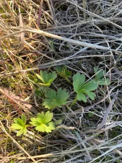 Two-spike Larkspur thumbnail 4