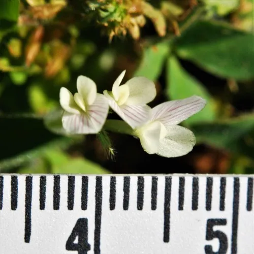 Subterranean Clover