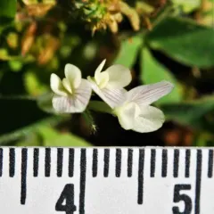 Subterranean Clover thumbnail 1
