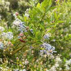 blueblossom thumbnail 3