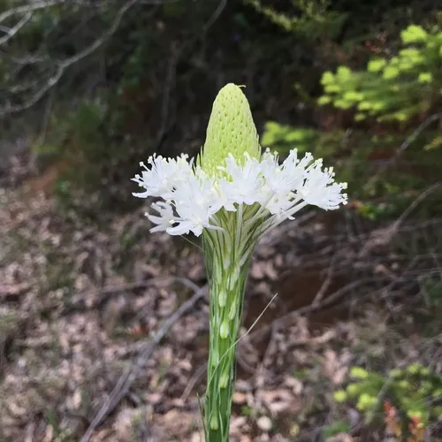 common beargrass