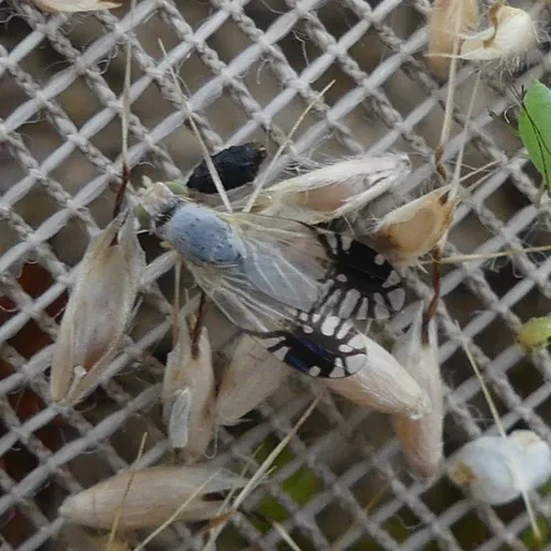 Trupanea dacetoptera