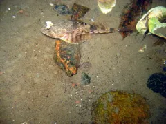 Arctic Staghorn Sculpin thumbnail 3