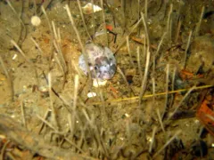 Polar Sculpin thumbnail 2