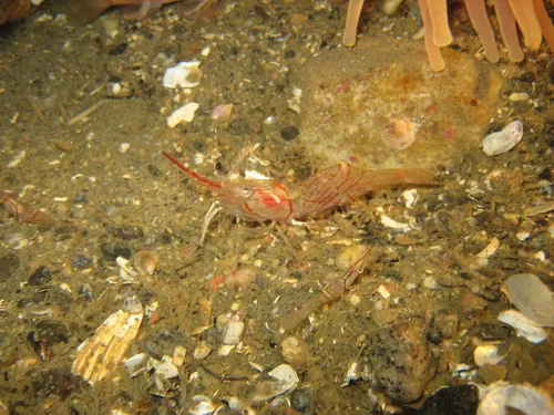 Aesop Shrimp