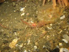 Aesop Shrimp thumbnail 1