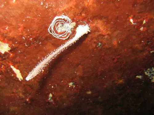 Candelabrum phrygium