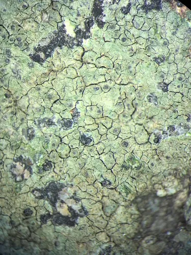 Verrucaria praetermissa