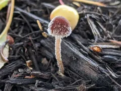 Psathyrella vinosofulva thumbnail 3