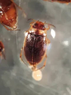 Liodessus obscurellus thumbnail 2