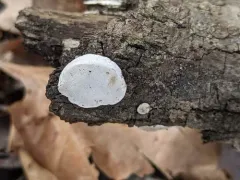 Truncospora wisconsinensis thumbnail 2