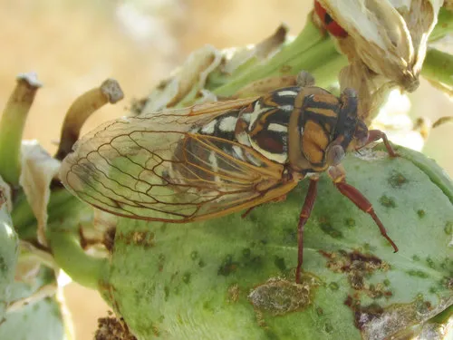 Cole's Bush Cicada
