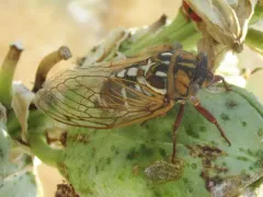 Cole's Bush Cicada thumbnail 1