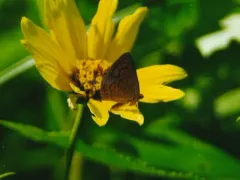 Swamp Metalmark thumbnail 3