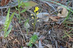 Maguire's Draba thumbnail 3
