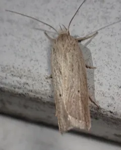 Gonioterma mistrella thumbnail 2
