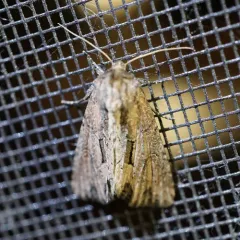 Reed Canary Grass Borer Moth thumbnail 2