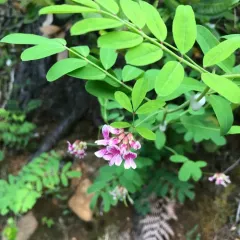 Rosy Bird's-foot Trefoil thumbnail 2