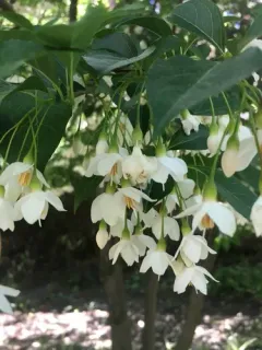Japanese snowbell thumbnail 3