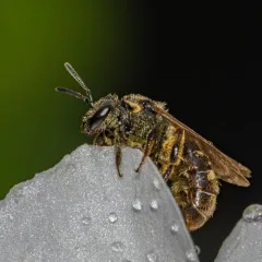 Cresson's Sweat Bee thumbnail 3