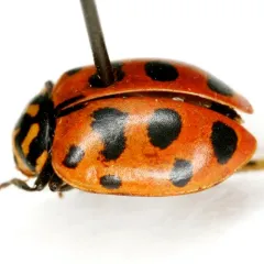 Scarce Convergent Ladybeetle thumbnail 2