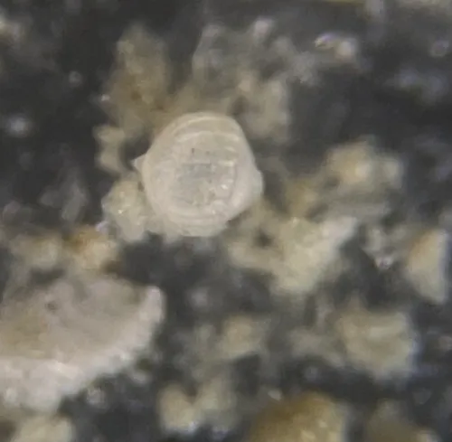 Oolina borealis