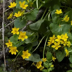 marsh marigold thumbnail 4