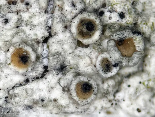 Lichenoconium usneae
