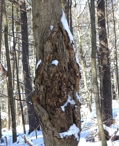 Eutypella parasitica