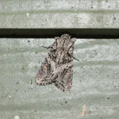 Egira hiemalis thumbnail 3