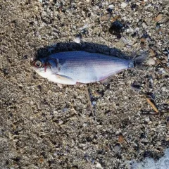American Gizzard Shad thumbnail 4