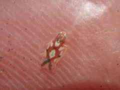 Erythroneura prima thumbnail 2