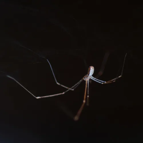 Marbled Cellar Spider