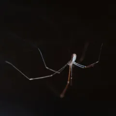 Marbled Cellar Spider thumbnail 1