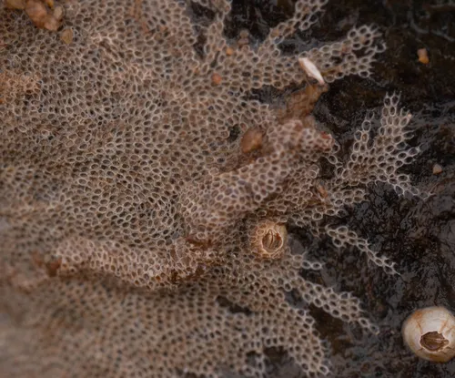 Electra monostachys