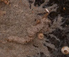 Electra monostachys thumbnail 1
