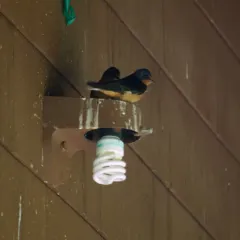 Barn Swallow thumbnail 4