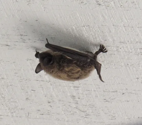 Yuma Myotis