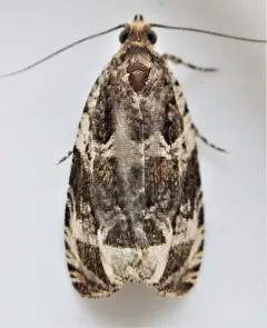Olethreutes versicolorana thumbnail 2