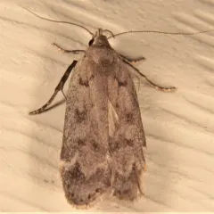 Dark-headed Aspen Leafroller Moth thumbnail 2