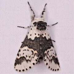 White Furcula Moth thumbnail 2